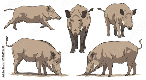 Sulawesi Warty Pig in different poses on white background  