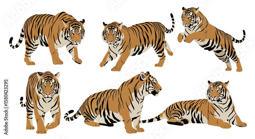Sumatran tiger in various poses and movements on white background  