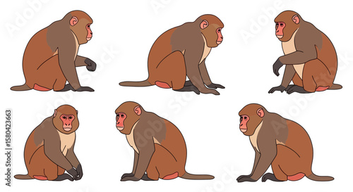Tibetan Macaque in different poses on white background, concept of Animals in different poses  