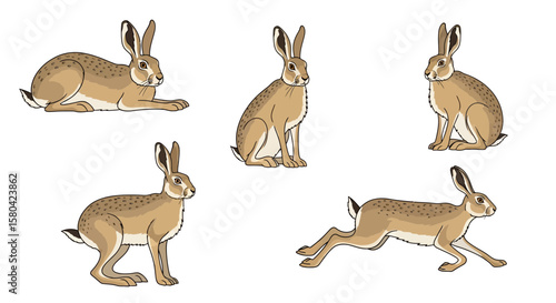 Tolai hare in different poses showcasing natural behavior  