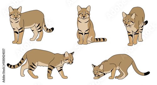 Turkestan Sand Cat in various poses showcasing natural behavior  