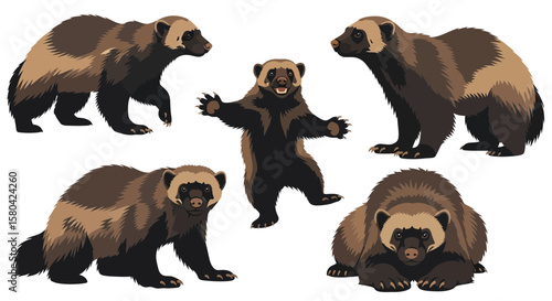 Wolverine illustrated in various poses on white background  