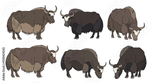 Wild Yak in various poses showcasing different angles and postures  