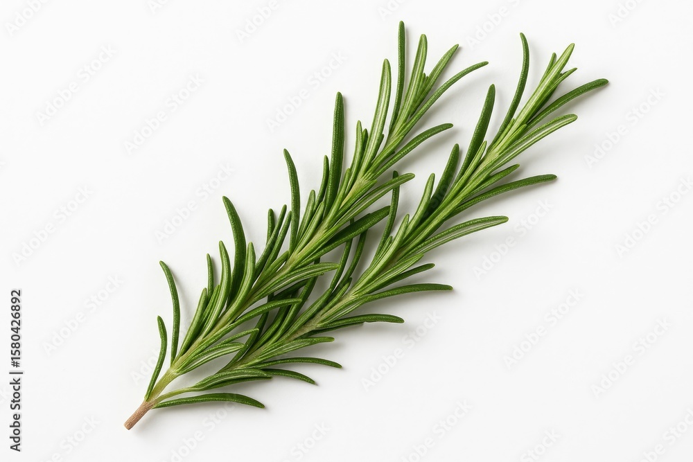 Single rosemary sprig viewed from above on a plain white surface Single rosemary sprig viewed from above on a plain white surface