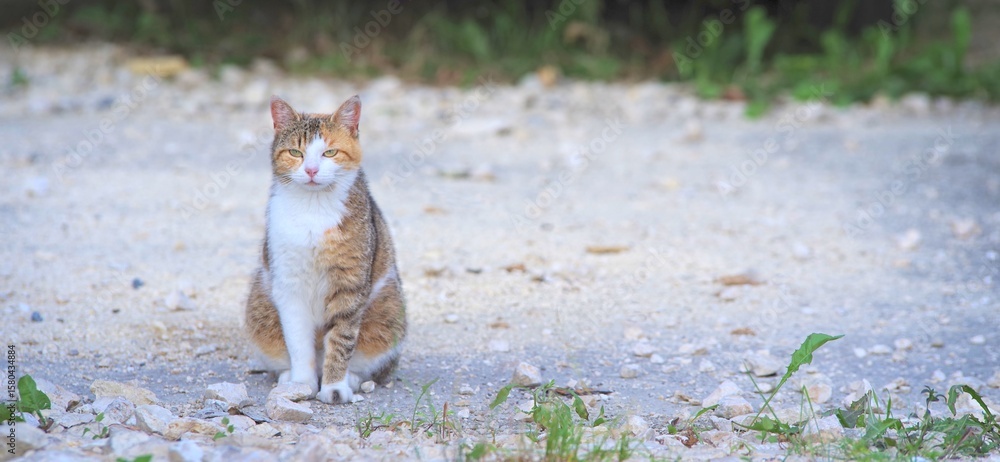 Fototapeta premium Cute stray cat sitting in the backyard and looking away. Panoramic image with copy space. 