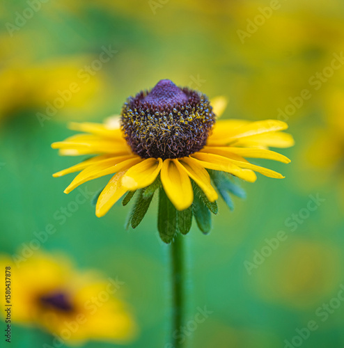 Closeup of a Beautiful Yellow Rudbeckia Coneflower With a Green and Yellow Blurred Bokeh Background