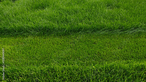 Fotografie Mowing overgrown lawn, part of grass has been cut off