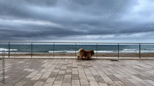 Three dogs strolling Passeig Marítim early morning, one taking it slow