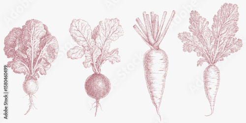 Vegetables, carrots, radishes, turnips and celery. Retro pop art stipple sketch, paper photocopy texture, threshold.