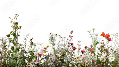 vibrant and colorful meadow of wildflowers blooming isolated on white background
