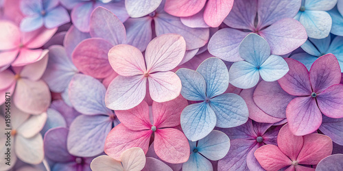 Wallpaper Mural Colorful Hydrangea Petals Background Texture Torontodigital.ca