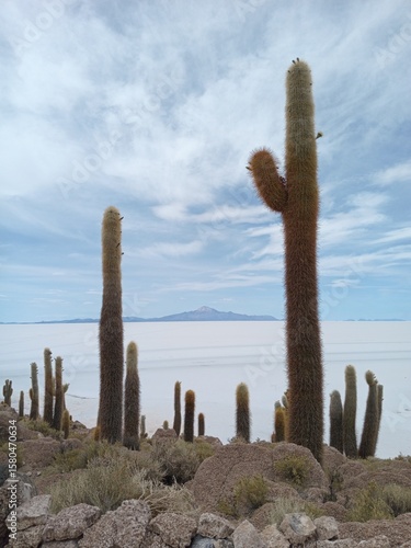 Isla Incahuasi in Salar de Uyuni, Bolivia