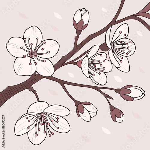 Cherry blossom branch