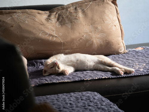 Adorable Sleeping Cat in Soft Natural Light