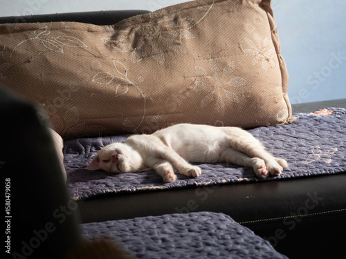Adorable Sleeping Cat in Soft Natural Light
