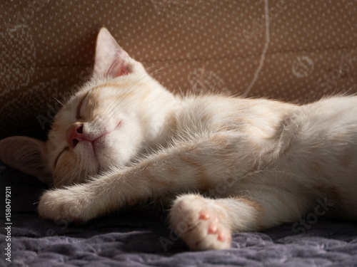 Adorable Sleeping Cat in Soft Natural Light