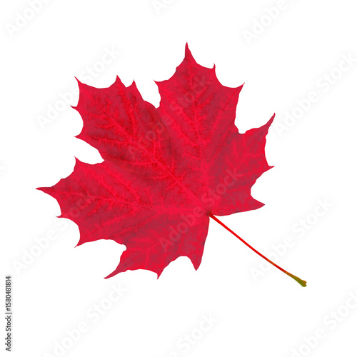 A bright red maple leaf isolated on a clean transparent background symbolizes...