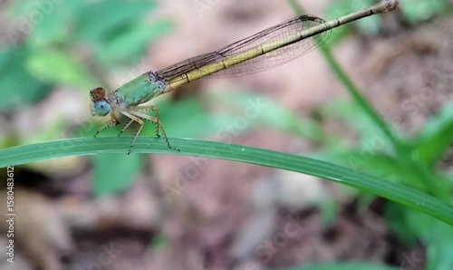 Closeup of a Colorful Damselfly Resting Calmly on a Grass Blade in Windy Weather, Macro Insect Nature Footage