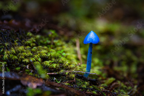 striking Blue Entoloma mushroom, blue pinkgill, sky-blue mushroom (Entoloma hochstetteri) on the Lake Matheson trail, Westland Tai Poutini National Park
