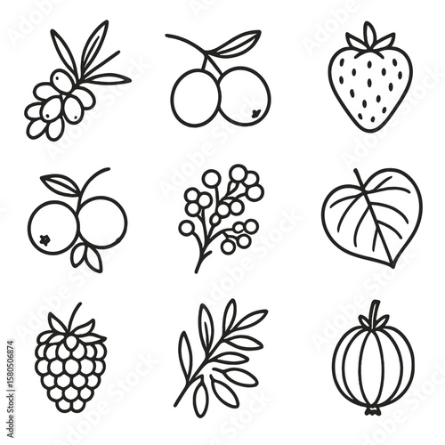 Coastal Berry Icons. Line style icons of Coastal Berry Harvest: sea buckthorn, beach plum, beach strawberry, coastal blueberry,