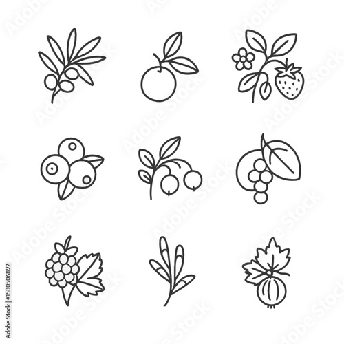 Coastal Berry Icons. Line style icons of Coastal Berry Harvest: sea buckthorn, beach plum, beach strawberry, coastal blueberry,