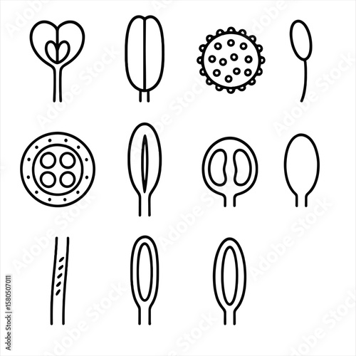 Stamen Anatomy Icons. Outline style icons of Stamen Structure Details: anther lobe, connective tissue, pollen grain, filament