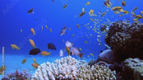 Wallpaper Mural Blue Sea Red Corals Reef. Underwater sea fish. Tropical fish reef marine. Colourful underwater seascape. Reef coral scene. Coral garden seascape. Colourful tropical coral reefs. Torontodigital.ca