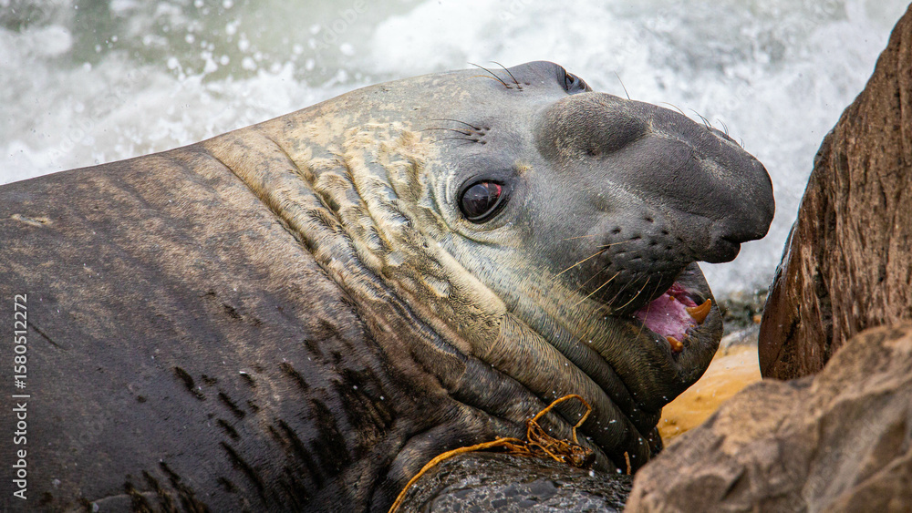 Fototapeta premium portrait of large male southern elephant seal (mirounga leonina) yawning and showing teeth on rocky shore near blue penguin colony, Oamaru, Otago, South Island, New Zealand