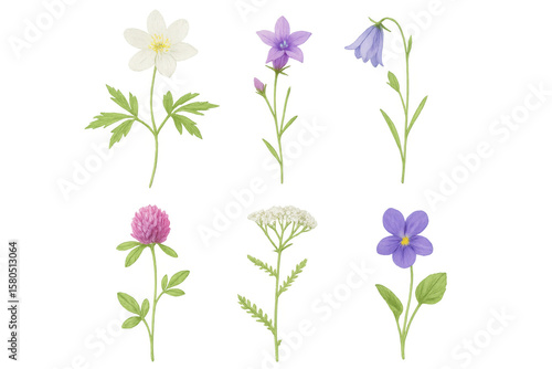 Realistic botanical illustration of various wildflowers including clover, bluebell, and yarrow, isolated on a transparent background