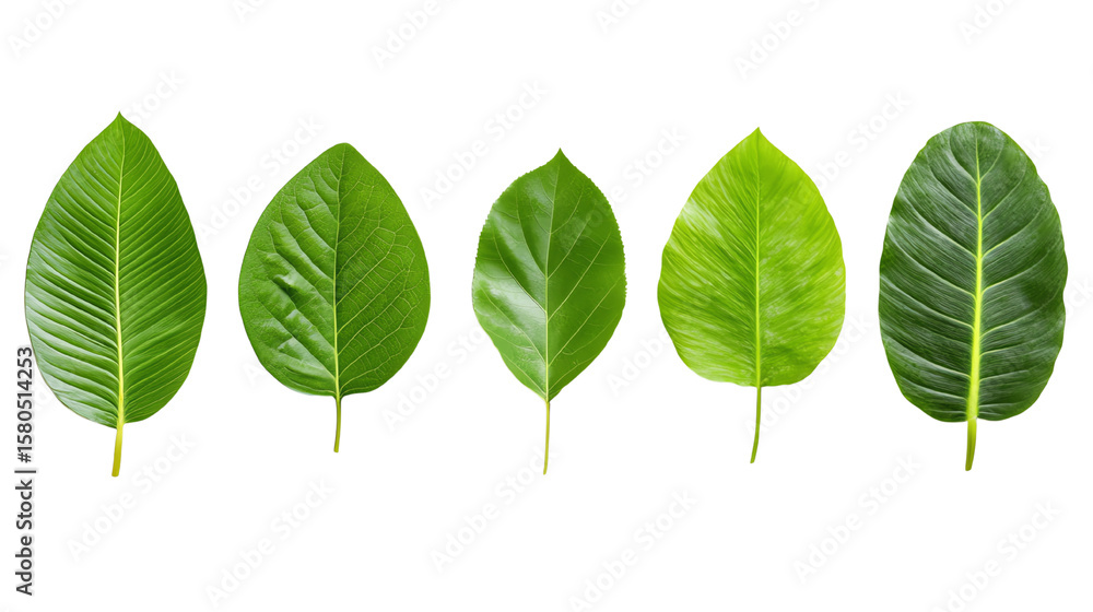 Obraz premium Green Leaves Collection: Five vibrant green leaves of varying shades and textures, arranged in a row against a white background, perfect for design elements, nature-themed projects.