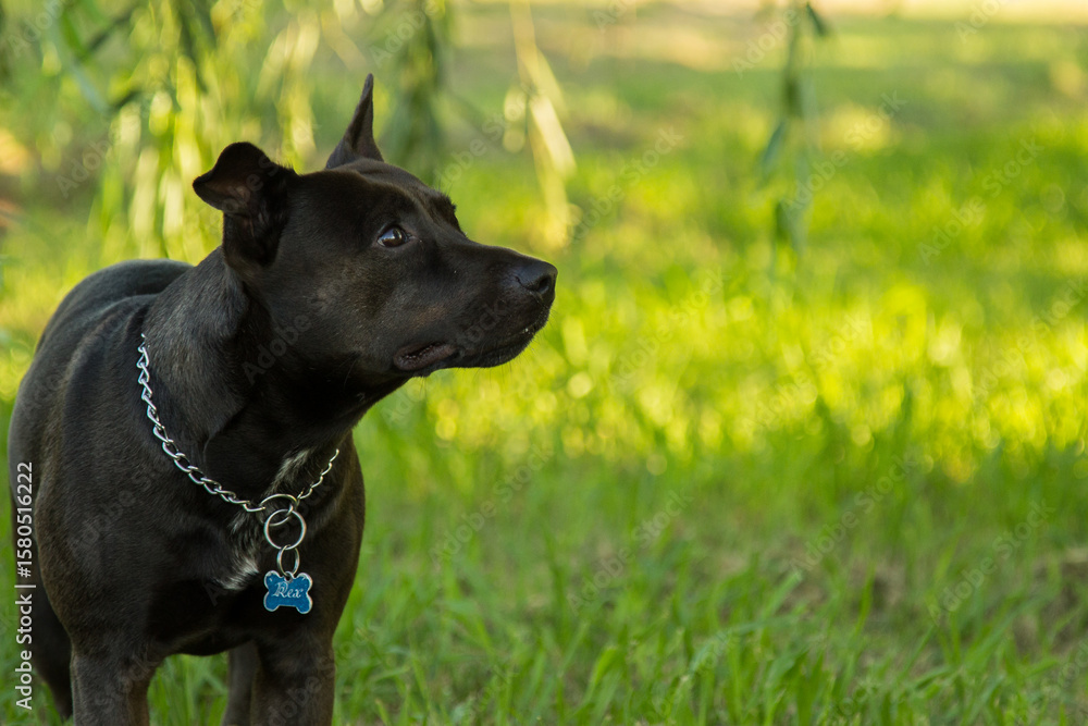 Black dog in the park looking away Black dog in the park looking away