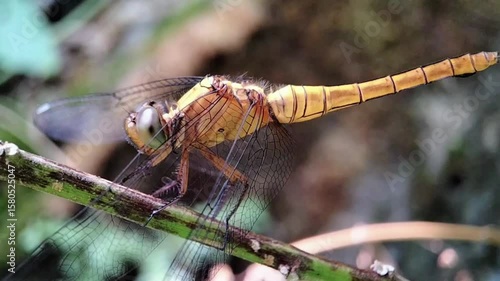 Closeup of a Yellow Dragonfly Wiping Its Face and Shaking Head While Perched on a Twig in Nature, Insect Grooming Behavior Macro Video