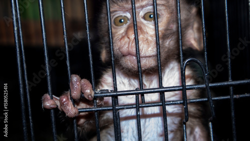 Photography baby monkey in an iron cage