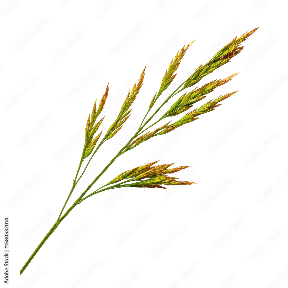 Isolated grass stalk on transparent Background Isolated grass stalk on transparent Background