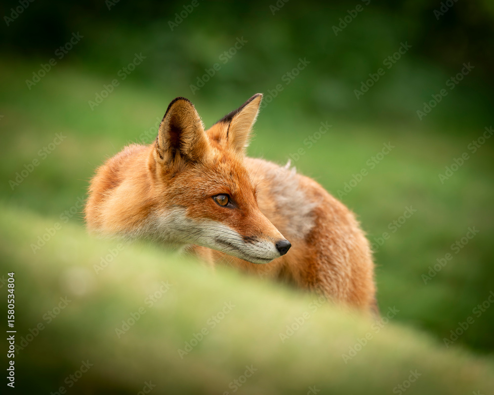 Fototapeta premium Red Fox in Natural Habitat Looking Alert on a Green Meadow