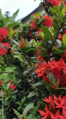 Wallpaper Mural Butterfly Wings Close-Up with Nature Background, Vertical Video for Travel, Vlogs, and Social Media Banners. Torontodigital.ca