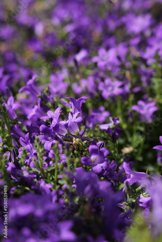 purple flowers in the garden