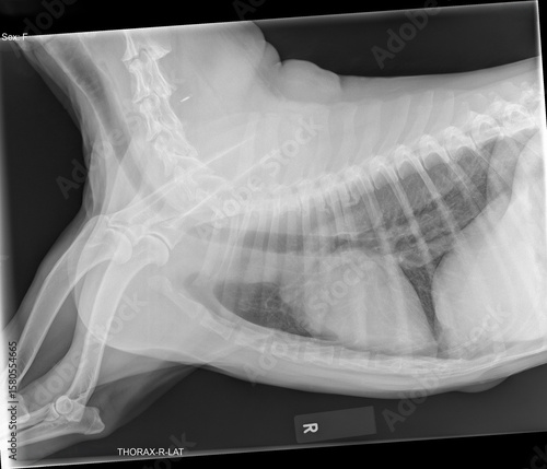 A right lateral thoracic radiograph of a 14-year-old female dog