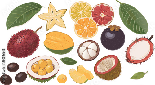Vector Illustration of Exotic and Rare Fruits Collection Includes Durian, Dragon Fruit, Rambutan, Mangosteen, Starfruit, Lychee, Passion Fruit, and More, Grouped Display on White Background.