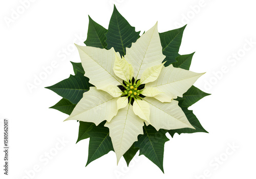 Isolated White Poinsettia Flower Transparent Background for Christmas Design