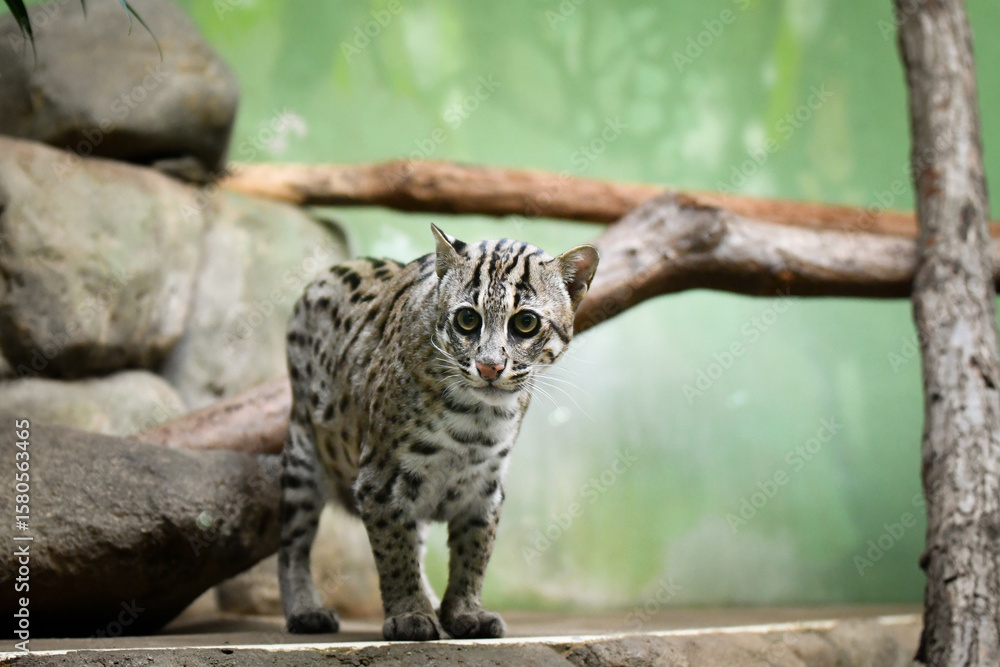 Obraz premium Prionailurus viverrinus is in her zoo habitat. Sand habitat in zoo in sunny day. 
