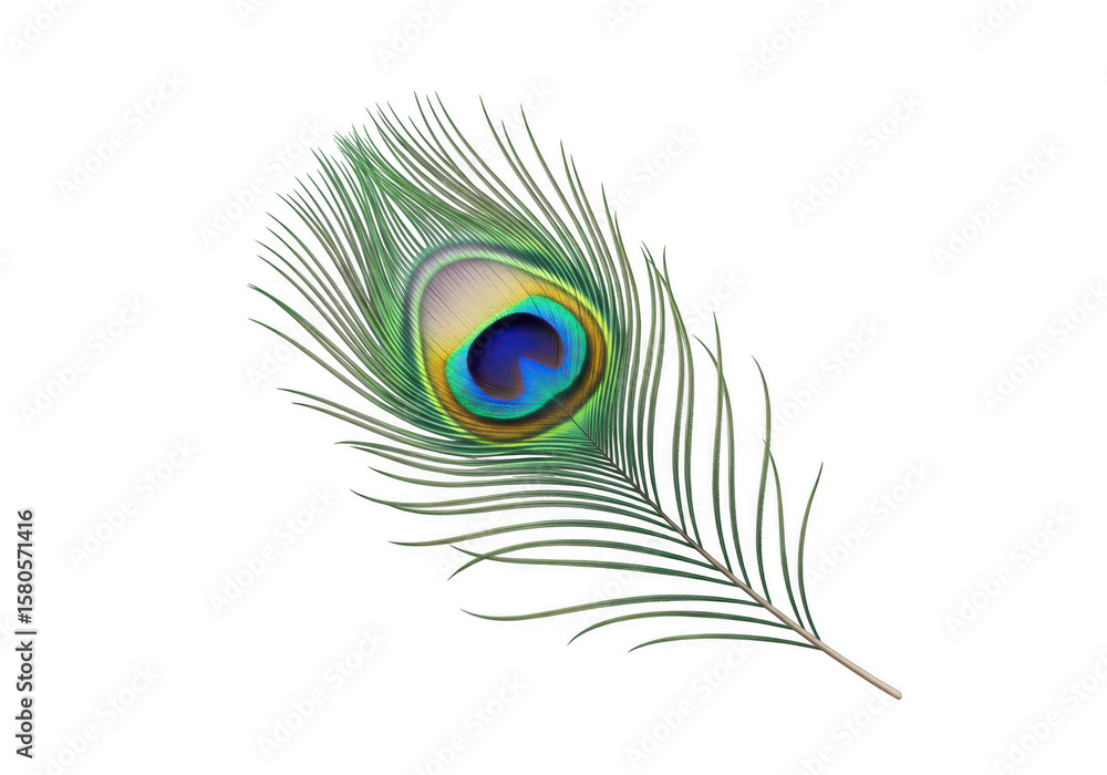 Obraz premium Isolated Peacock Feather on Transparent Background
