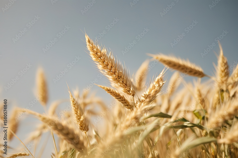 Gorgious Ear of wheat spikelet isolated on transparent or white background Gorgious Ear of wheat spikelet isolated on transparent or white background