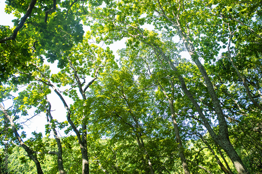 Fototapeta premium Dendrology, oakery. Light forest of Mongolian oak, Quercus mongolica, with abundance of young trees, which indicates renewability of stand and overall health of forest. Sikhote-alin Mountains