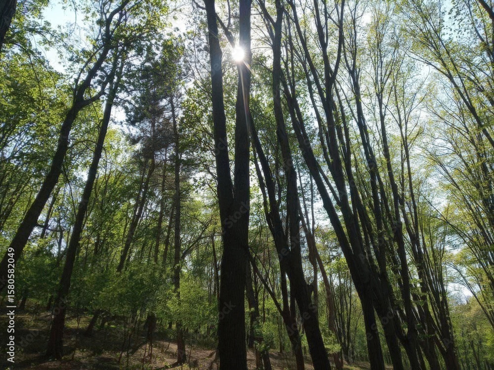 Obraz premium trees in the forest