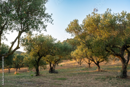 Golden light over a traditional olive grove in Corfu, Greece