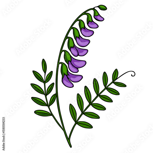 A charming vector illustration of a tufted vetch flower with vibrant purple blossoms and lush green leaves, showcasing a delicate botanical design perfect for spring-themed projects.