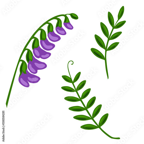 A vibrant vector illustration featuring a tufted vetch flower with purple blossoms and two stylized green sprigs, perfect for botanical designs and nature-themed projects.