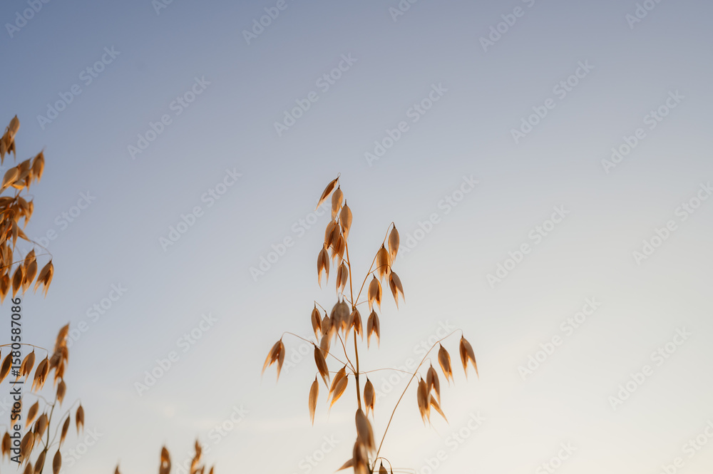 Obraz premium Tall oat stalks set against a clean blue sky, during late summer. low angle. Perfect for agriculture, or sustainable living themes. High quality photo