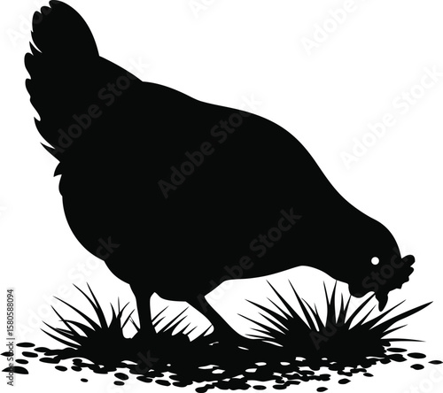 Black silhouette of a chicken foraging in the grass